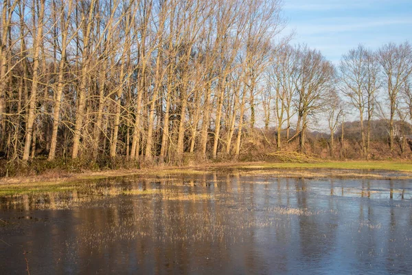 Krajobraz Zalaną Rzeką Maas Bergen Noord Limburg Holandia — Zdjęcie stockowe