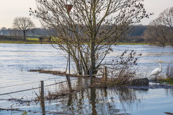 Landscape Flooded River Maas Bergen Noord Limburg Netherlands — Stock Photo, Image