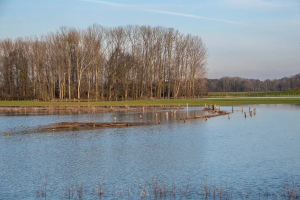 Krajobraz Zalaną Rzeką Maas Bergen Noord Limburg Holandia — Zdjęcie stockowe