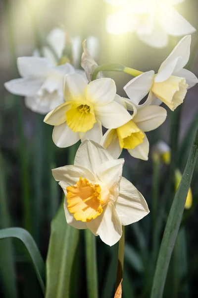 Primer Plano Una Flor Narciso Flor Romántica Primavera Soleado Día — Foto de Stock