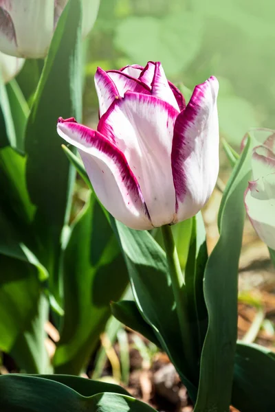 Weiße Und Rosa Tulpen Auf Dem Verschwommenen Tulpenhintergrund Frühlingsferien Und — Stockfoto