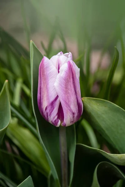 Weiße Und Rosa Tulpen Auf Dem Verschwommenen Tulpenhintergrund Frühlingsferien Und — Stockfoto