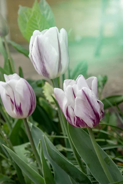 Weiße Und Rosa Tulpen Auf Dem Verschwommenen Tulpenhintergrund Frühlingsferien Und — Stockfoto