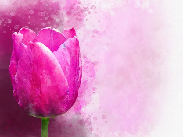 Akvarell Rosa Och Vit Tulpan Handritad Akvarell Fjäder Blomma Perfekt — Stockfoto