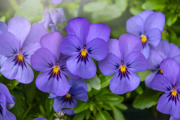 Fioletowe Bratki Kwiaty Żywe Wiosenne Kolory Bujnym Zielonym Tle Makroobrazy — Zdjęcie stockowe