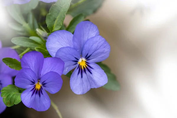 Fiori Viola Pansy Vivaci Colori Primaverili Uno Sfondo Verde Lussureggiante — Foto Stock