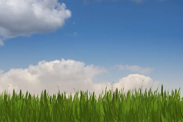 Green grass and blue sunny sky spring landscape. Perfect for backgrounds