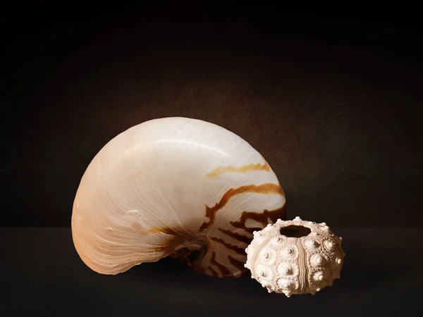 Still life with sea shells on a table imitates of Dutch great masters of oil painting