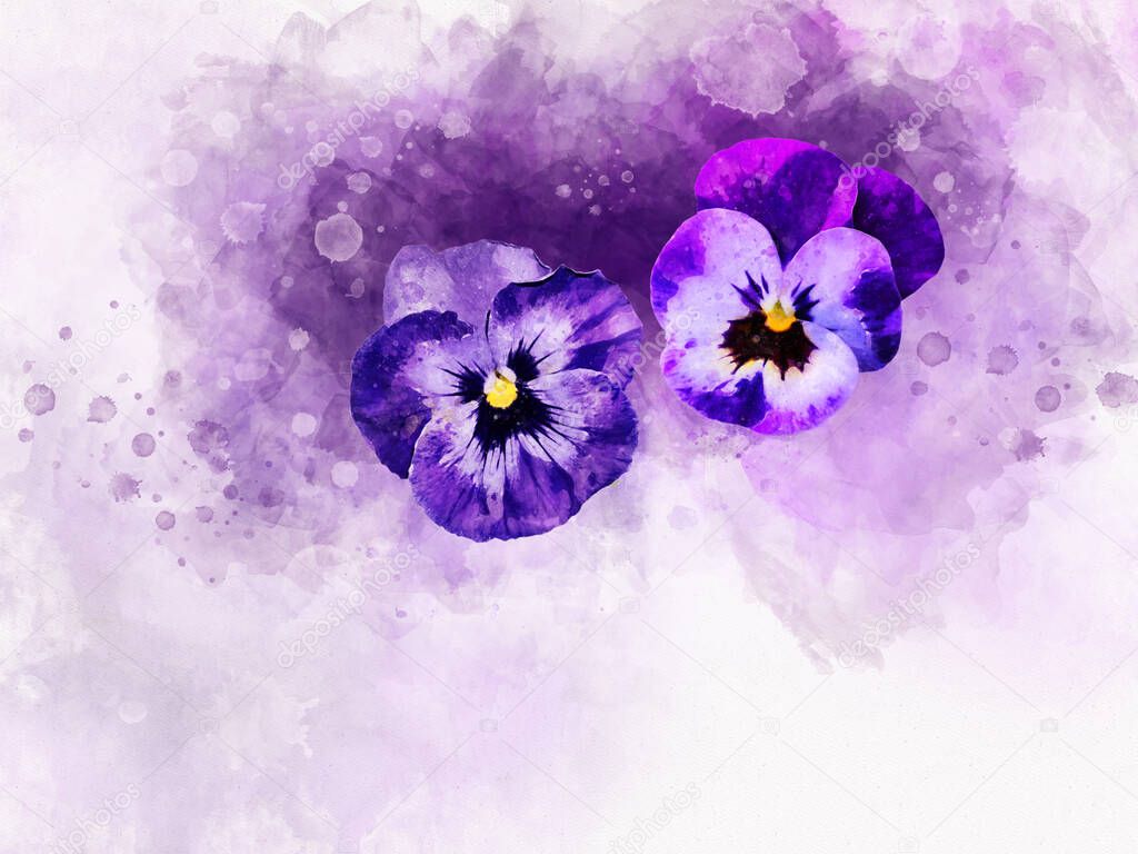 Close-up of purple pansy flowers in watercolor. Botanical illustration for greeting card.