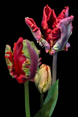 Red big dutch parrot tulip flowers close up. Isolated on black background clipart
