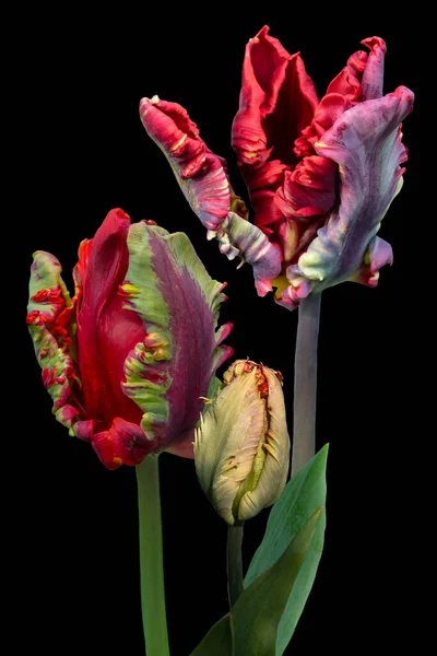 Red big dutch parrot tulip flowers close up. Isolated on black background