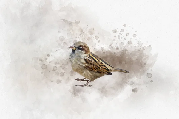 Kleiner Spatz Aquarell Digital Painting Vintage Effekt — Stockfoto