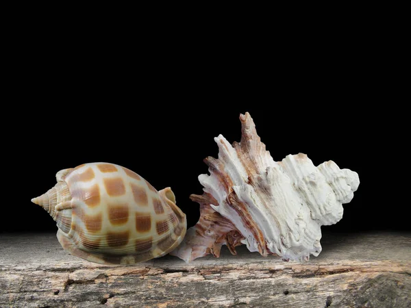Still Life Sea Shells Table Imitates Dutch Great Masters Oil — Stock Photo, Image
