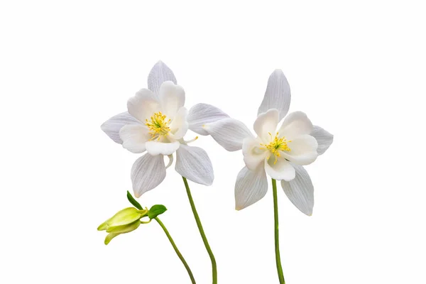 Flores Columbina Blanca Aisladas Sobre Fondo Blanco — Foto de Stock