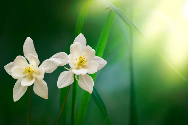 Colombina Bianca Fiori Contro Sfondo Giardino Sfocato Copia Spazio Destra — Foto Stock