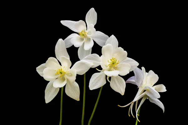 Flores Columbina Blanca Aisladas Sobre Fondo Negro — Foto de Stock