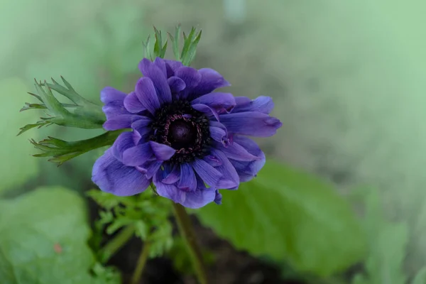 Piękny Niebieski Kwiat Anemonu Wiosennym Ogrodzie — Zdjęcie stockowe