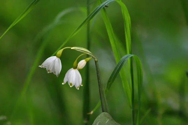 Floco Neve Primavera Única Flor Leucojum Vernum Floresta Planta Fundo — Fotografia de Stock