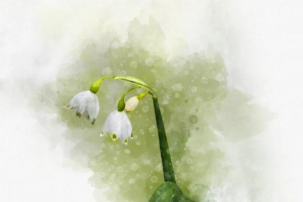 Lkbahar Kar Tanesi Çiçeğinin Suluboya Resmi Leucojum Vernum Botanik Illüstrasyon — Stok fotoğraf
