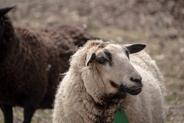 春に白い木の羊と牧草地 — ストック写真