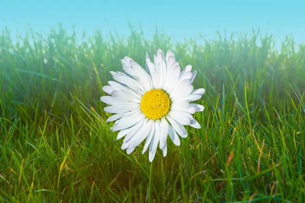 Bella Margherita Sole Estate Paesaggio Luminoso Con Margherita Fiore Selvatico — Foto Stock