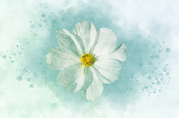 Watercolor painting of white cosmea flower - in Latin Cosmos Bipinnatus. Letter head or greeting card