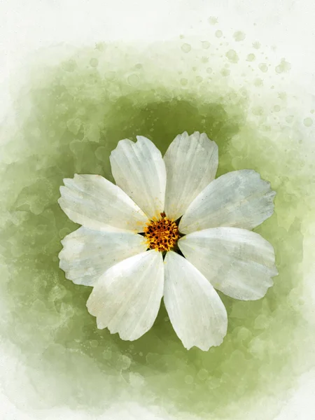 Aquarell Gemälde Einer Weißen Kosmetikblume Lateinischen Kosmos Bipinnatus Briefkopf Scrapbooking — Stockfoto