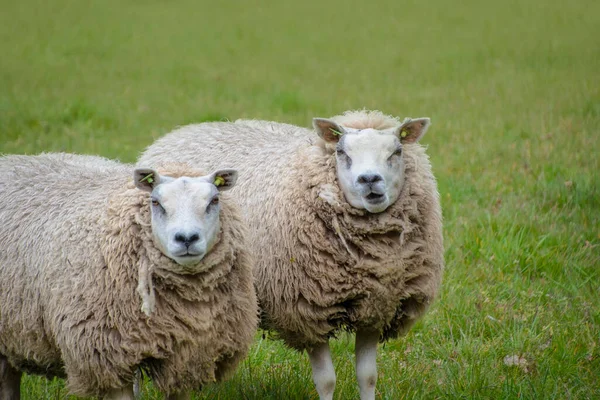 Концепція Сталого Тваринництва Вівці Зеленому Полі Домашні Пухнасті Пухнасті Милі — стокове фото