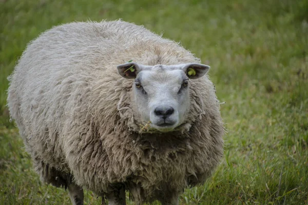 Концепція Сталого Тваринництва Вівці Зеленому Полі Домашня Пухнаста Пухнаста Мила — стокове фото