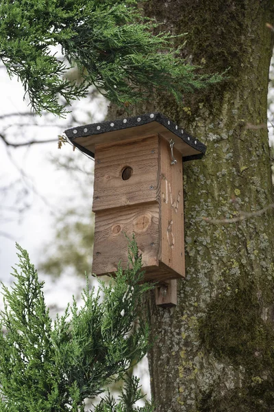 Casa Pássaros Poste Ninho Pássaros Para Proteger Aves Que Criam — Fotografia de Stock