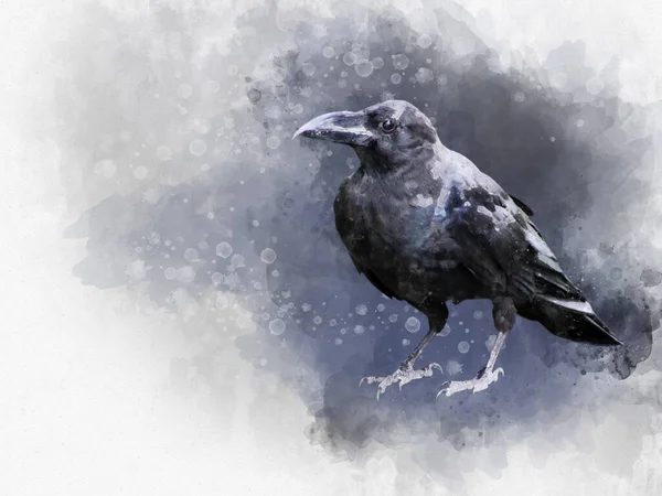 Portrait Crow Bird Watercolor Painting — Stock Photo, Image