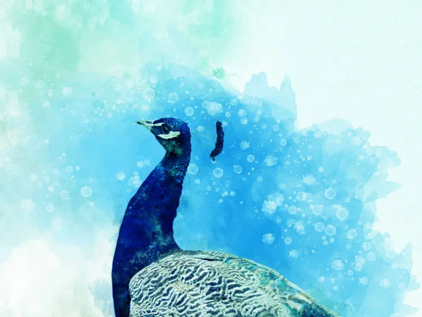 Tête Paon Bleue Verte Colorée Illustration Oiseau Aquarelle — Photo