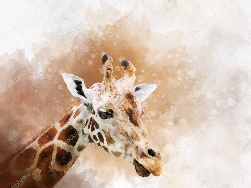 Watercolor painting of a Giraffa camelopardalis antiquorum also known as the Central African giraffe
