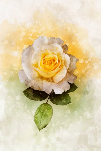 Watercolor Drawing Vibrant White Yellow Rose Flower Botanical Art Decorative — Zdjęcie stockowe