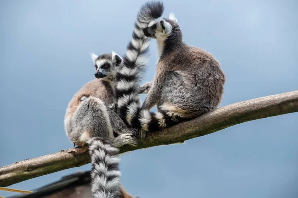 Bir Çift Halka Maki Catta Lemurunu Büyük Turuncu Gözleriyle Takip — Stok fotoğraf