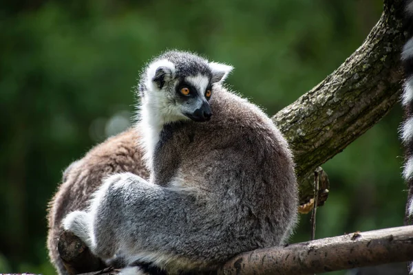 Ringsvans Maki Catta Lemur Med Stora Orange Ögon Madagaskar Lemur — Stockfoto