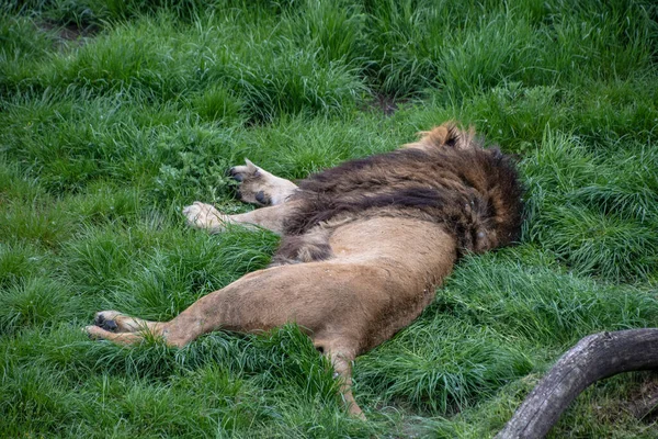 太陽の下で眠くなる彼の頭の周りに厚い忙しい男のライオン — ストック写真