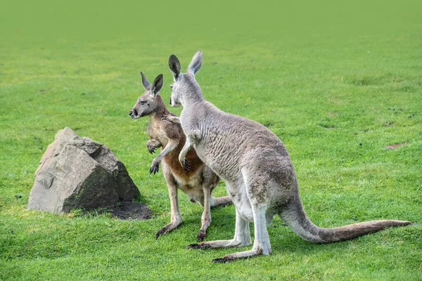 Macropus Giganteus Östliches Graues Känguru Beuteltier Das Östlichen Drittel Australiens — Stockfoto