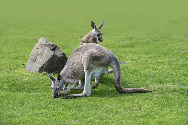 Macropus Giganteus Östliches Graues Känguru Beuteltier Das Östlichen Drittel Australiens — Stockfoto