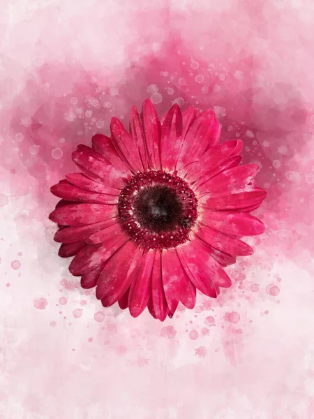 Akwarelowy Obraz Różowego Afrykańskiego Kwiatka Stokrotki Ilustracja Kwiatowa — Zdjęcie stockowe