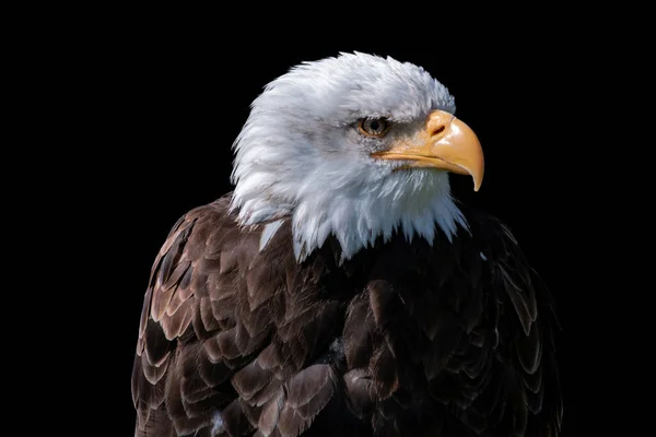 Porträtt Amerikansk Man Bald Eagle Isolerad Svart Bakgrund — Stockfoto