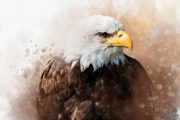美国秃鹰的水彩画 符号捕食者 鸟类图解 — 图库照片