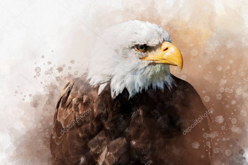 Watercolor painting of an american bald eagle. Symbol predator, bird illustration.