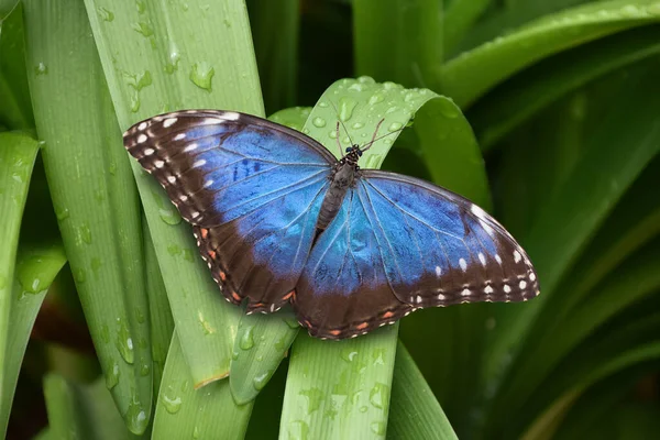 Bir Peleides Mavi Morpho Kelebeğinin Güzel Yakın Çekimi Açık Kanatlı — Stok fotoğraf
