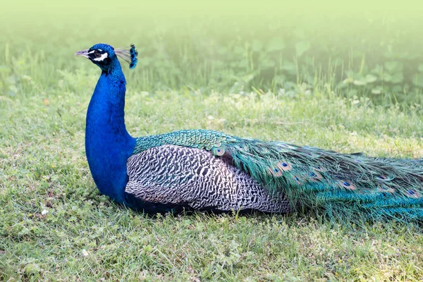 Gorgeous portrait of a blue peacock with silky blue feathers