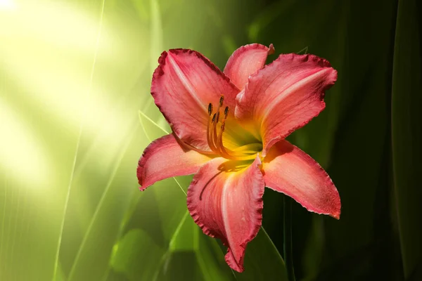 Giglio Giorno Hemerocallis Fulva Giglio Giorno Arancione Fiore Germogli Primo — Foto Stock