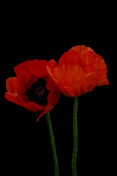Två Röda Vallmo Blommor Med Stam Isolerad Svart Bakgrund — Stockfoto