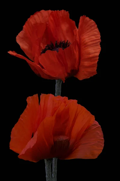 Two Red Poppy Flowers Stem Isolated Black Background — Stock Photo, Image
