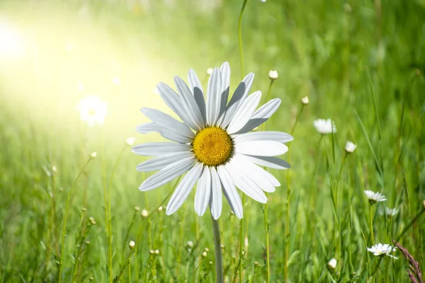 Luminoso Sfondo Primaverile Con Margherite Bianche Raggi Sole Camomille Prato — Foto Stock