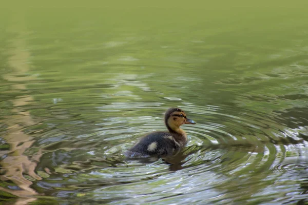 Krásný Výhled Roztomilé Kachní Dítě Mallard Duckling Pěknými Barvami Vody — Stock fotografie